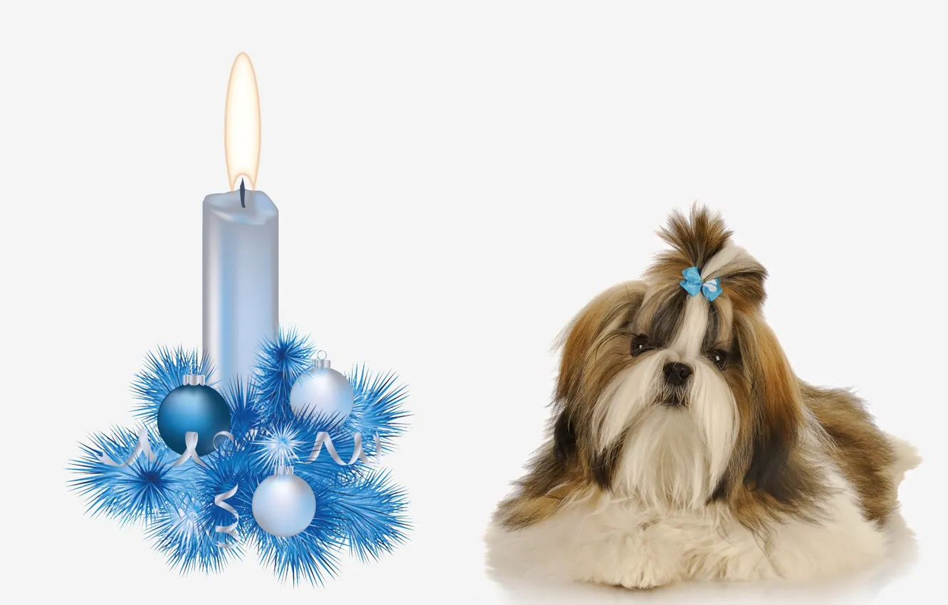 Photo wallpaper dog, decoration, candle, prazdnik, the year of the Dog