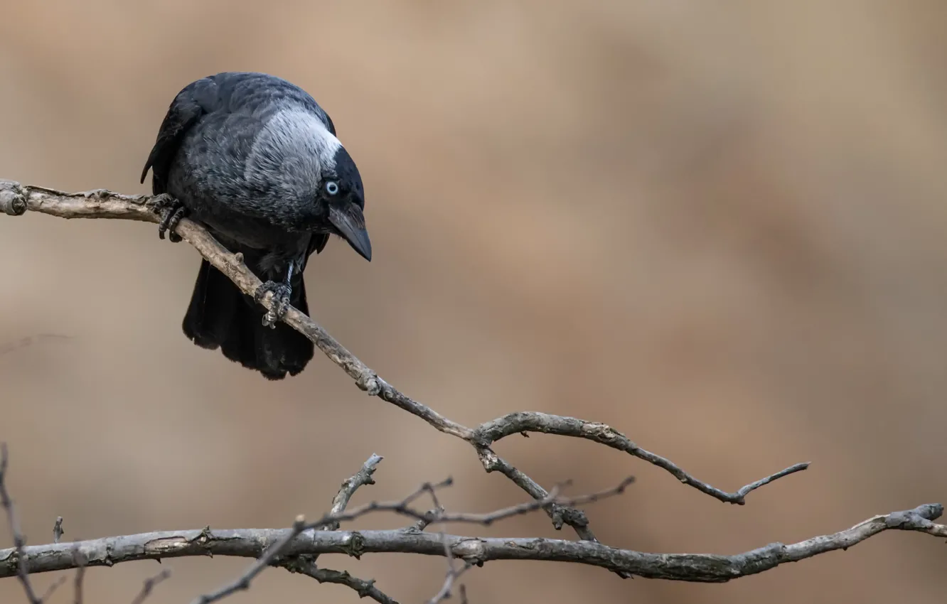 Photo wallpaper bird, branch, crow