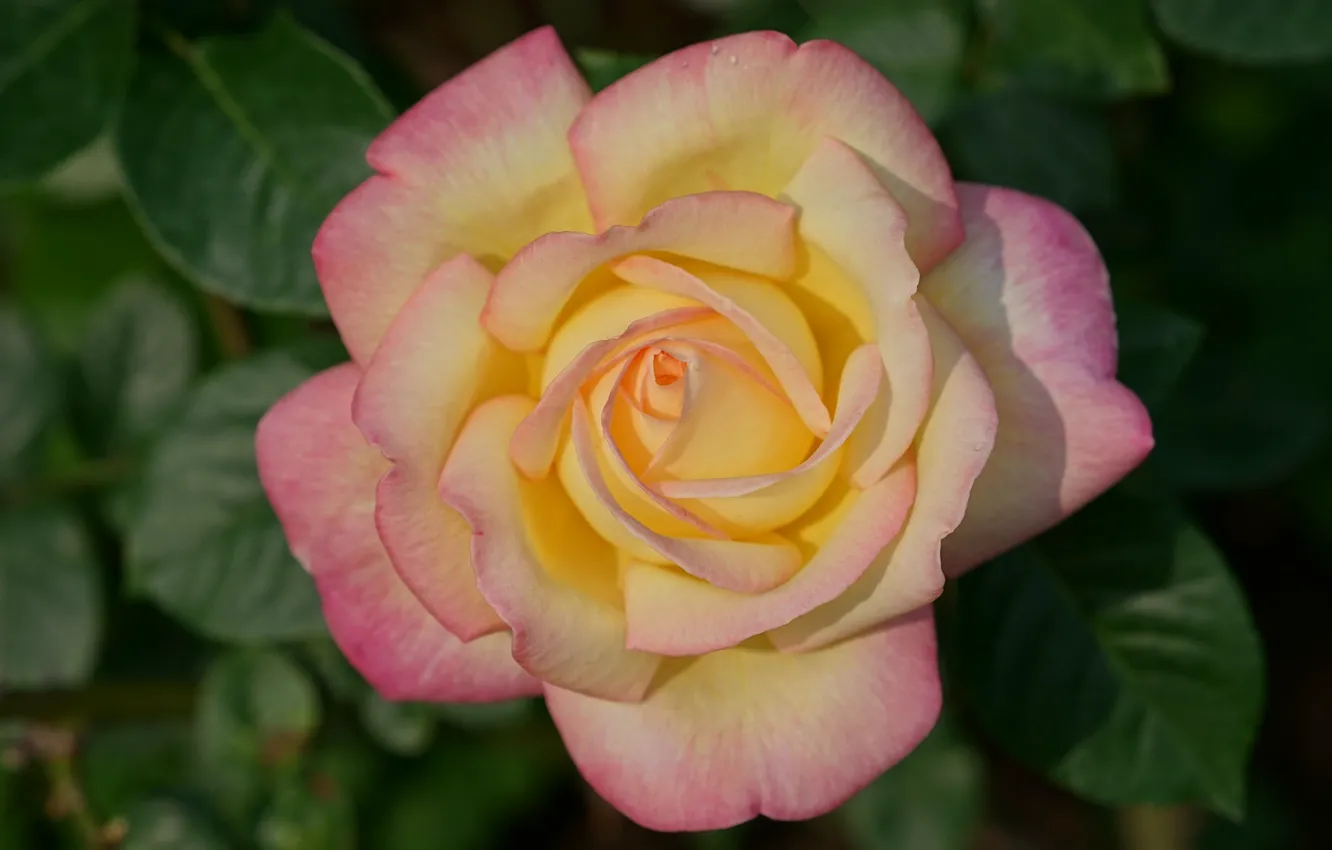 Photo wallpaper macro, roses, petals, large pan