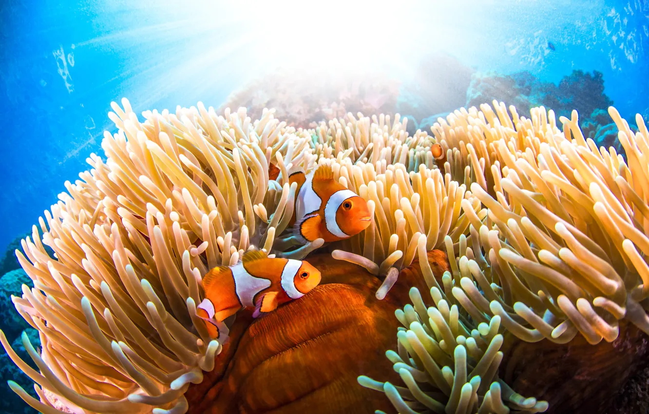 Photo wallpaper sea, fish, underwater world, anemones, clown fish