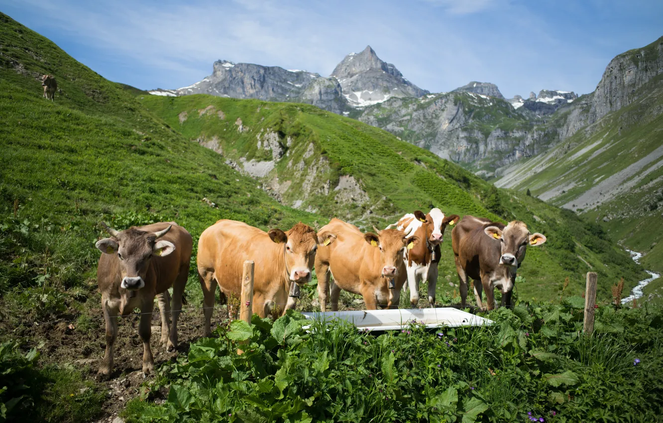Photo wallpaper mountains, Switzerland, cows, Alps