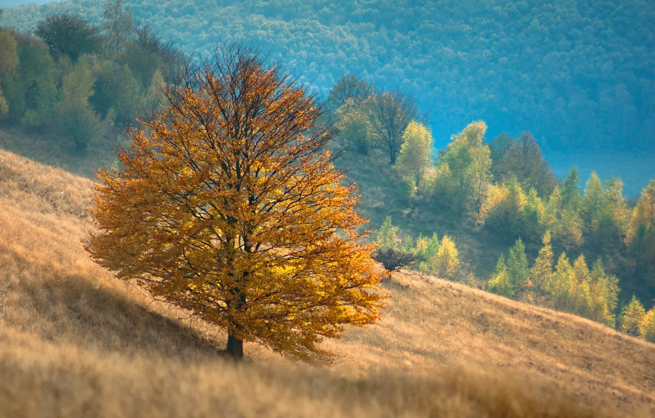 Photo wallpaper autumn, mountains, tree, slope
