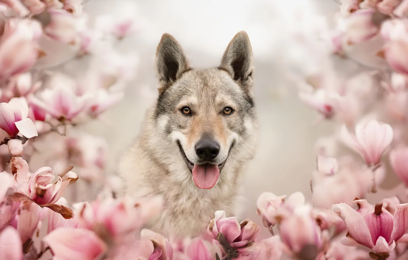 Photo wallpaper pose, portrait, look, dog, face, nature