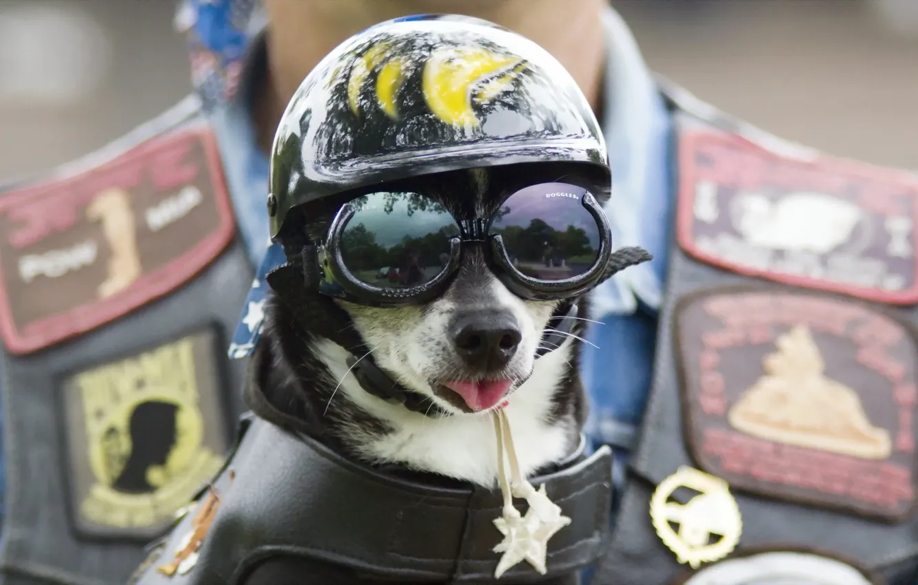 Photo wallpaper dog, glasses, helmet