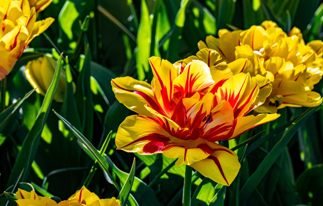 Photo wallpaper leaves, light, flowers, yellow, spring, petals, tulips, flowerbed