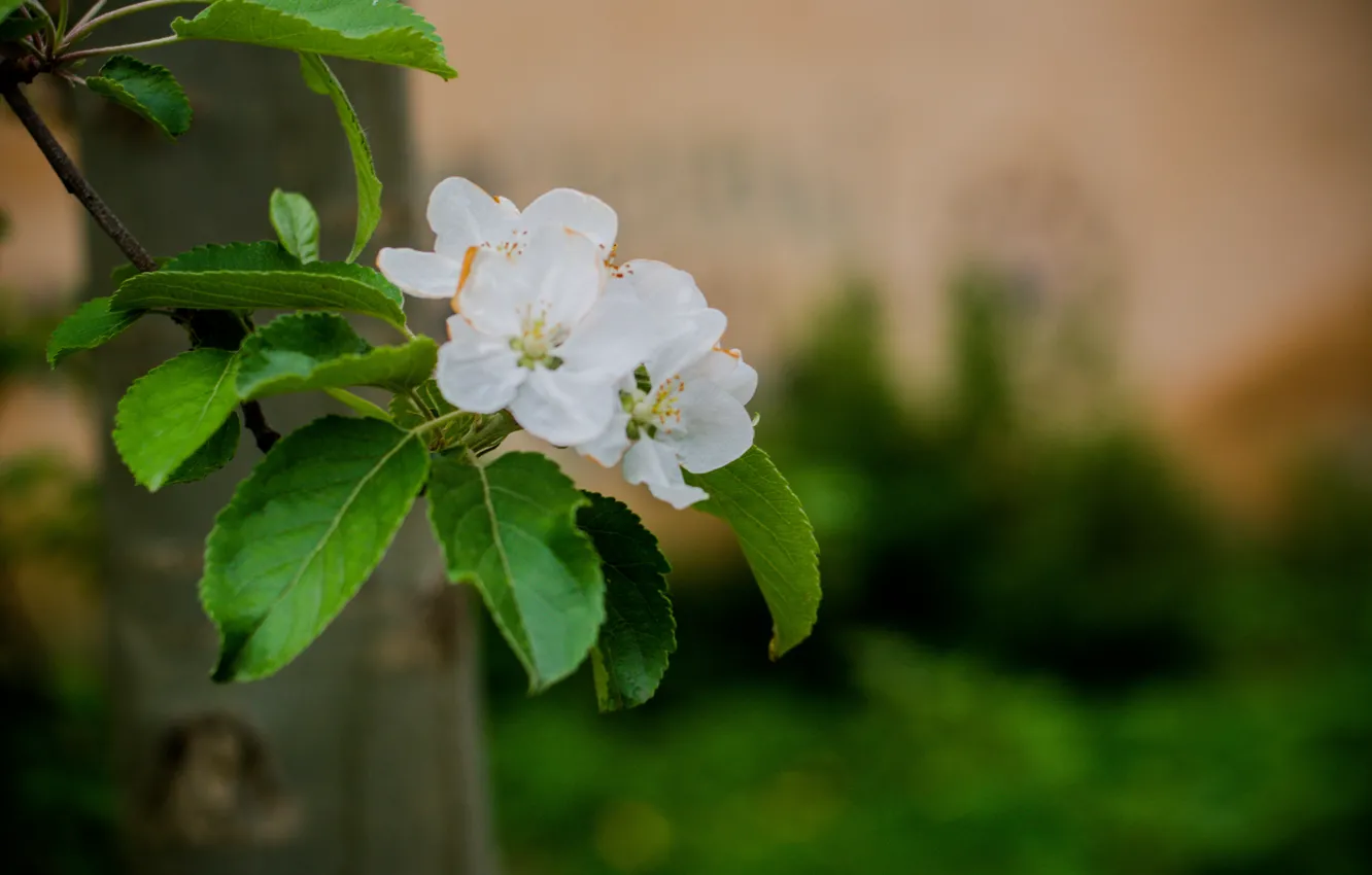 Photo wallpaper tree, spring, blooms, Apple, flowering