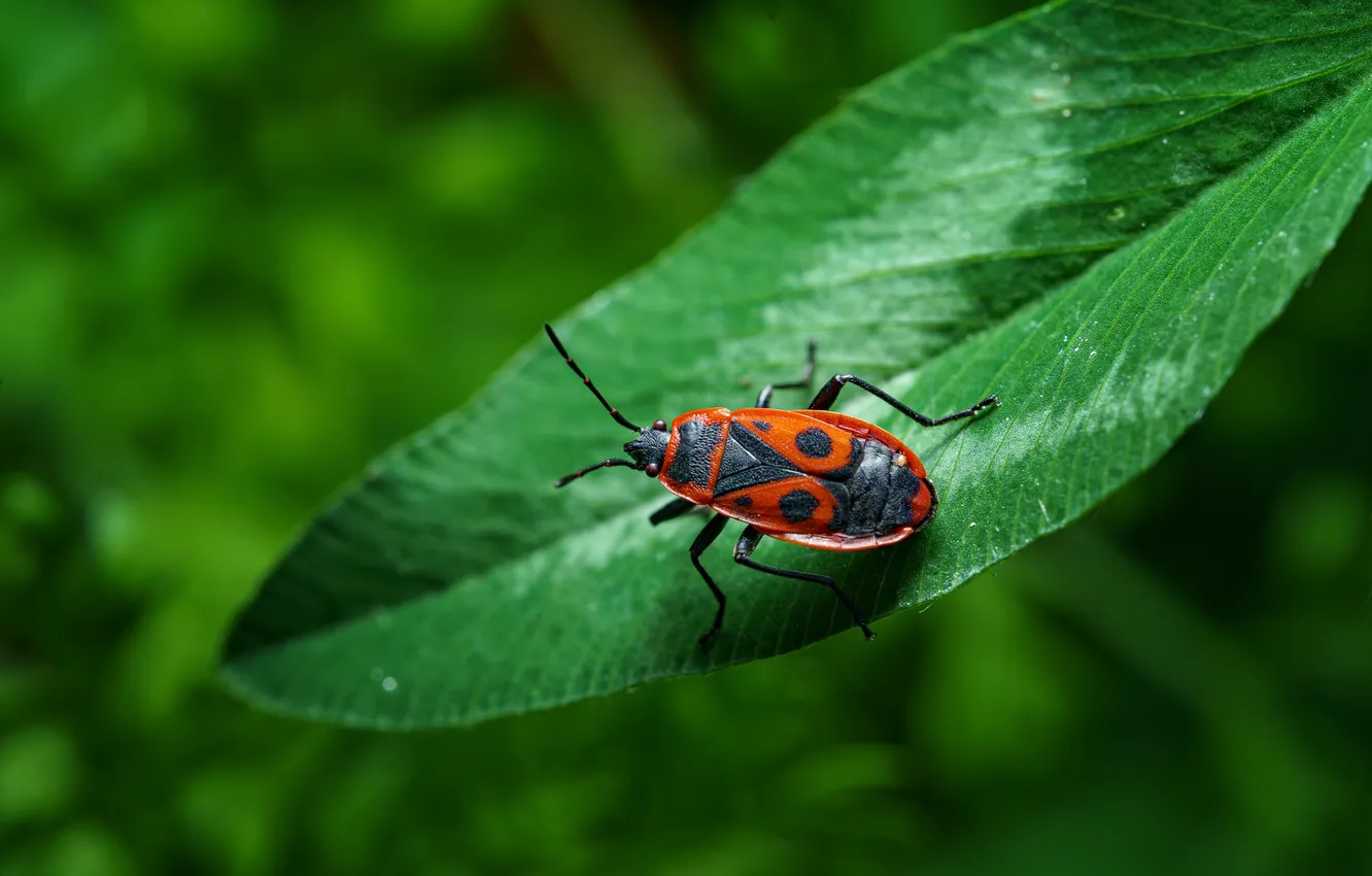 Photo wallpaper leaves, beetle, clover