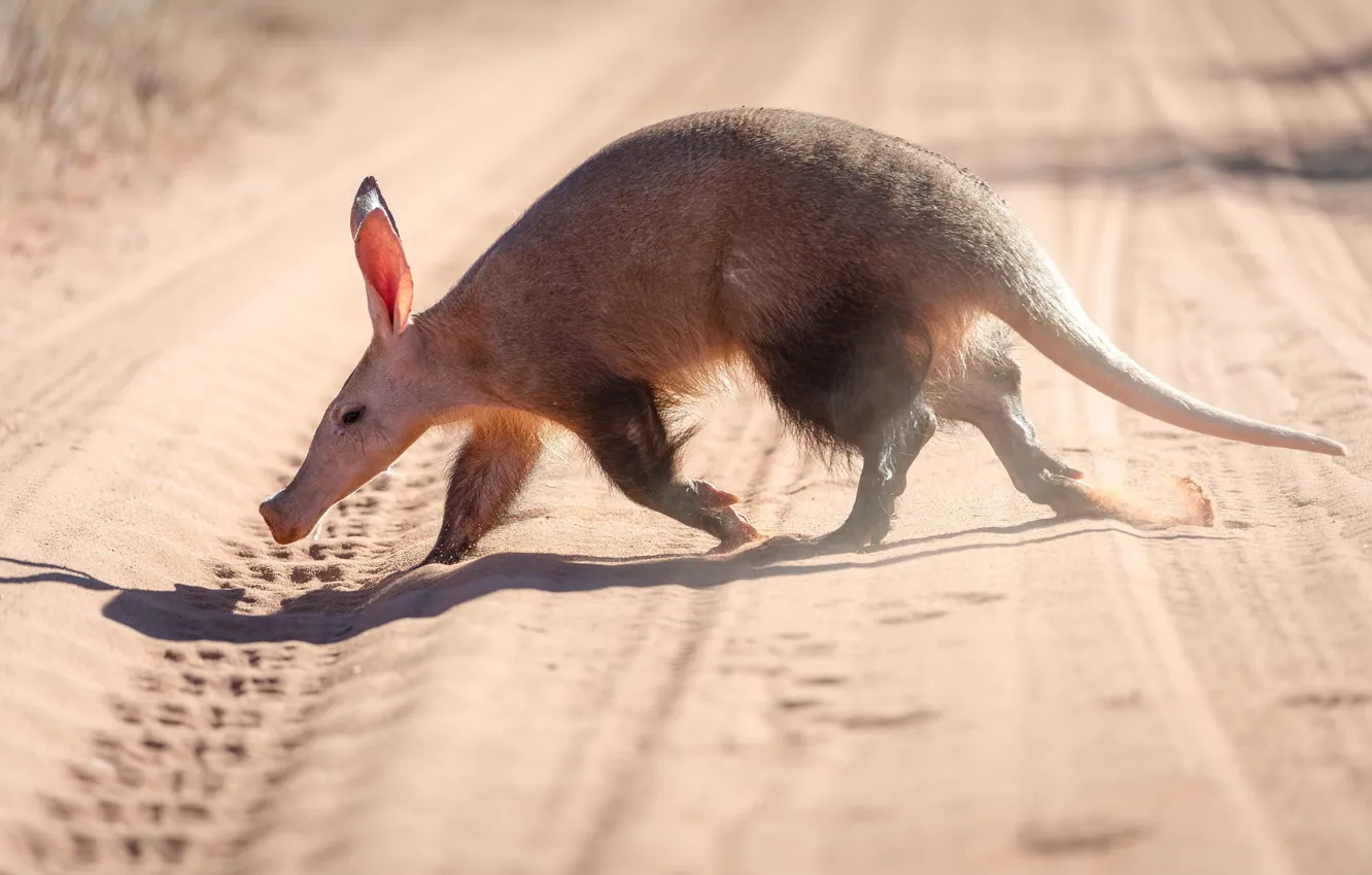 Photo wallpaper Africa, side, wildlife, INSECTIVOROUS, Aardvark, The aardvark, the Kalahari desert, The Kalahari Desert
