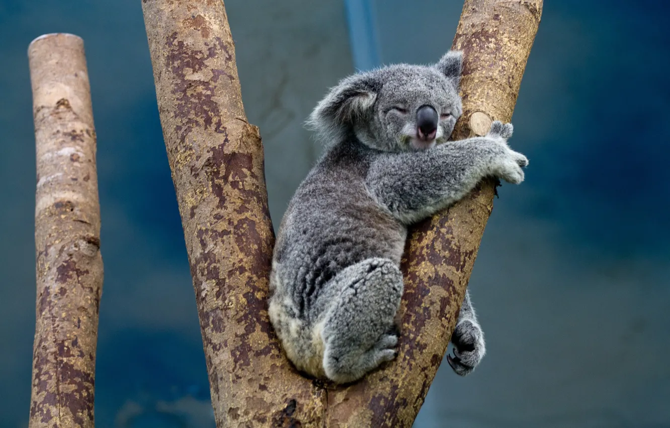 Photo wallpaper tree, animal, branch, koala