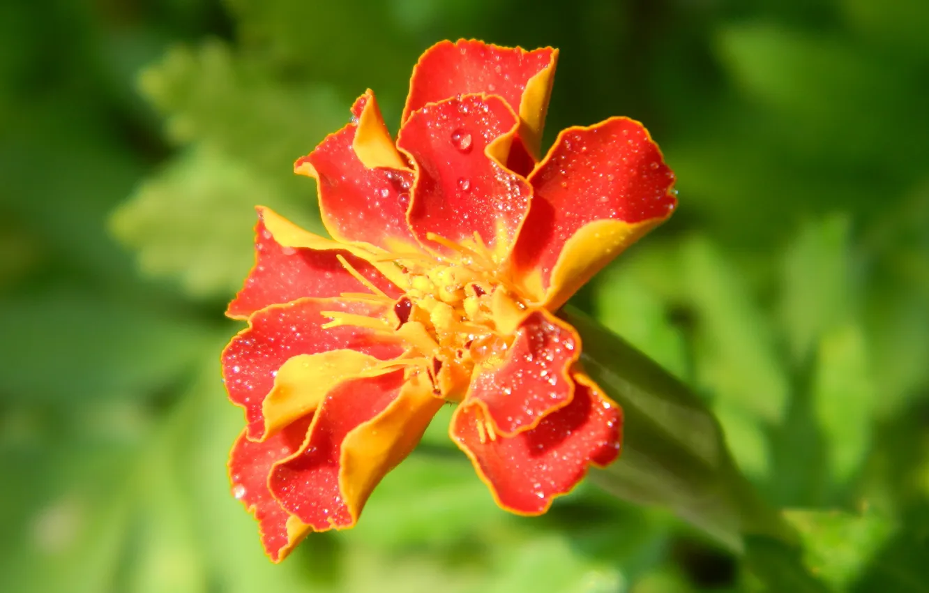 Photo wallpaper summer, background, Wallpaper, bright, plant, color