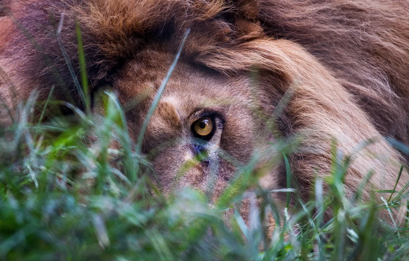 Photo wallpaper grass, eyes, look, Leo