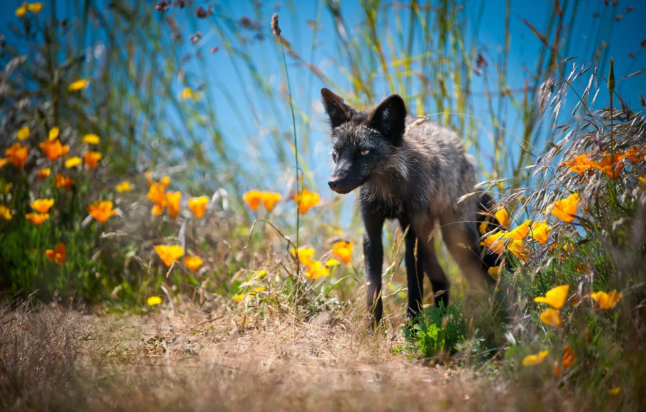 Photo wallpaper summer, nature, Fox