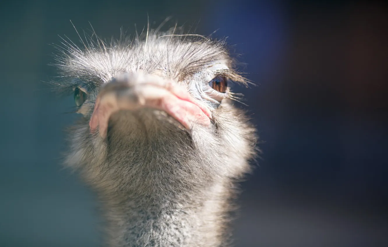Photo wallpaper macro, bird, ostrich