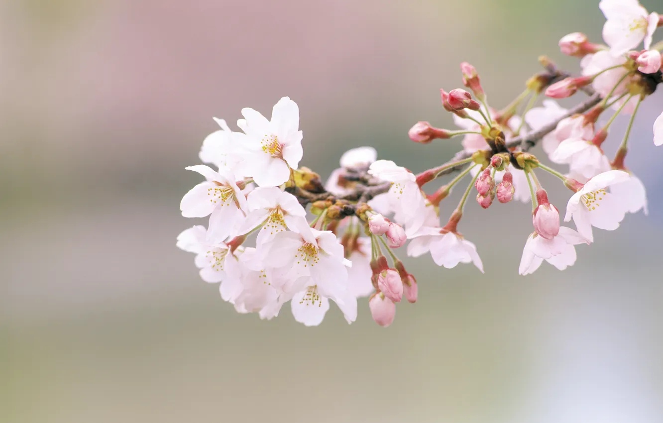 Photo wallpaper flowers, branches, nature, cherry, spring, petals, Sakura, buds