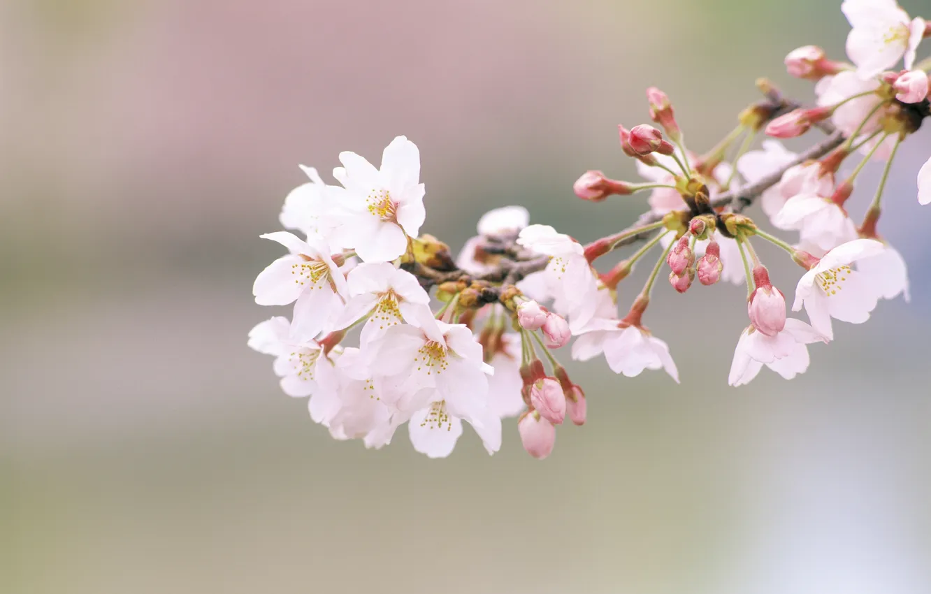 Photo wallpaper flowers, nature, cherry, branch, spring, petals, Sakura, buds