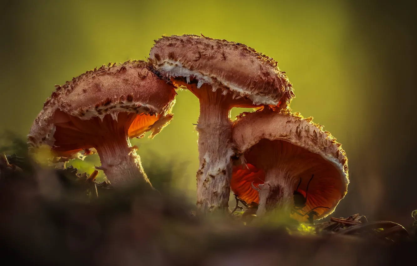 Photo wallpaper forest, mushrooms, bokeh, family