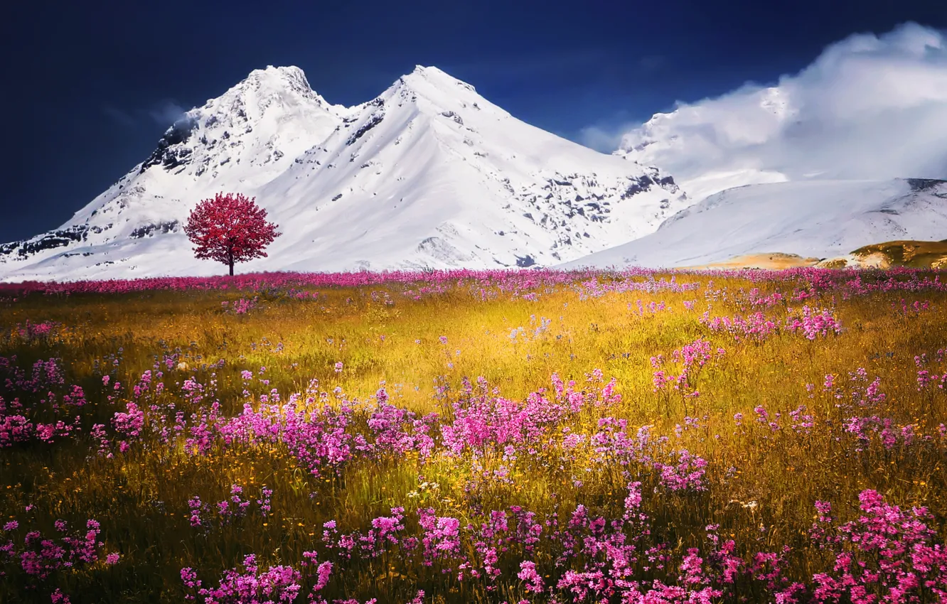 Photo wallpaper field, snow, flowers, mountains, nature