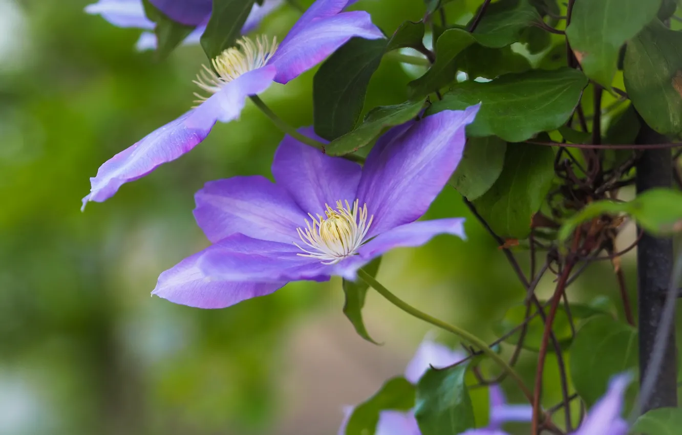 Photo wallpaper leaves, macro, petals, clematis, clematis