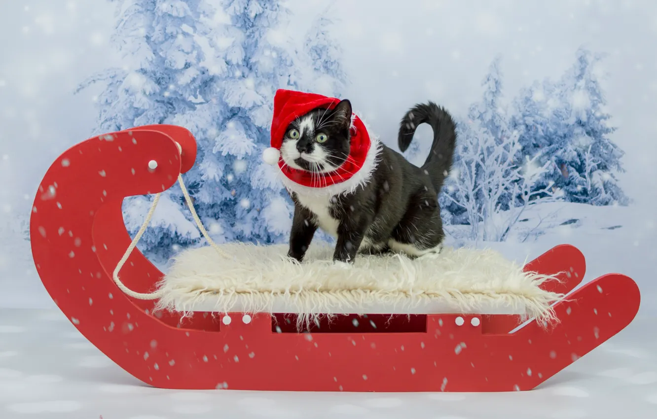 Photo wallpaper winter, forest, cat, cat, look, snow, red, black and white