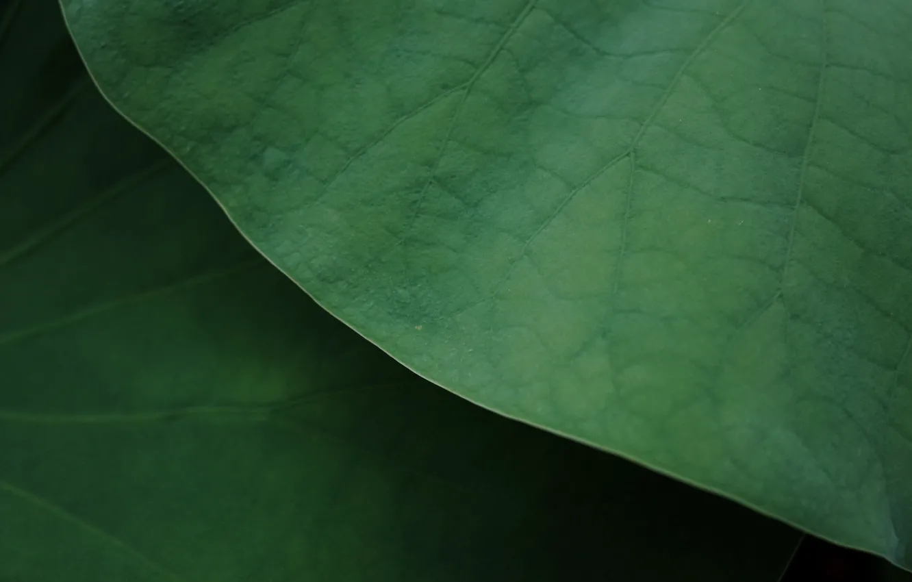 Photo wallpaper green, leaves, macro