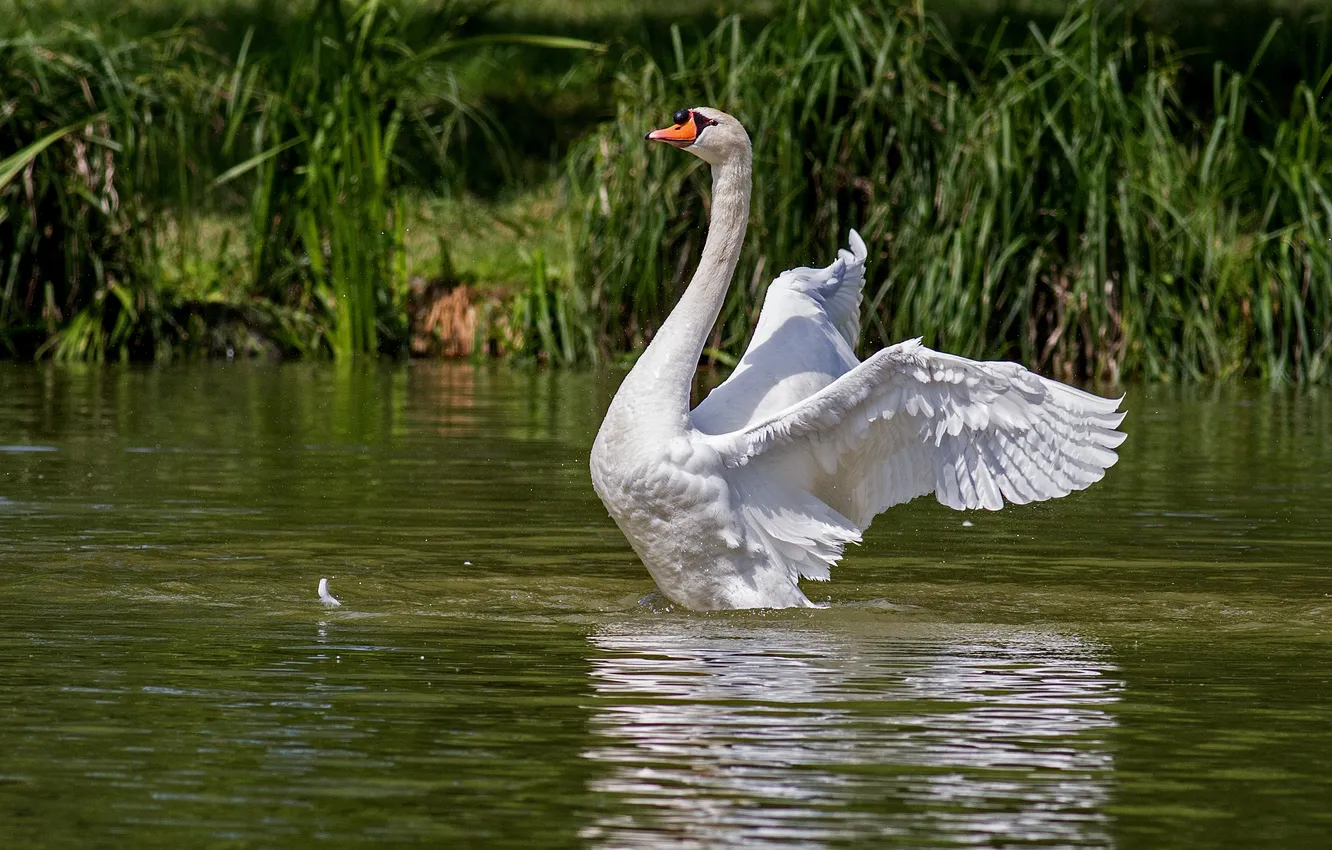 Photo wallpaper water, nature, bird, wing, Swan
