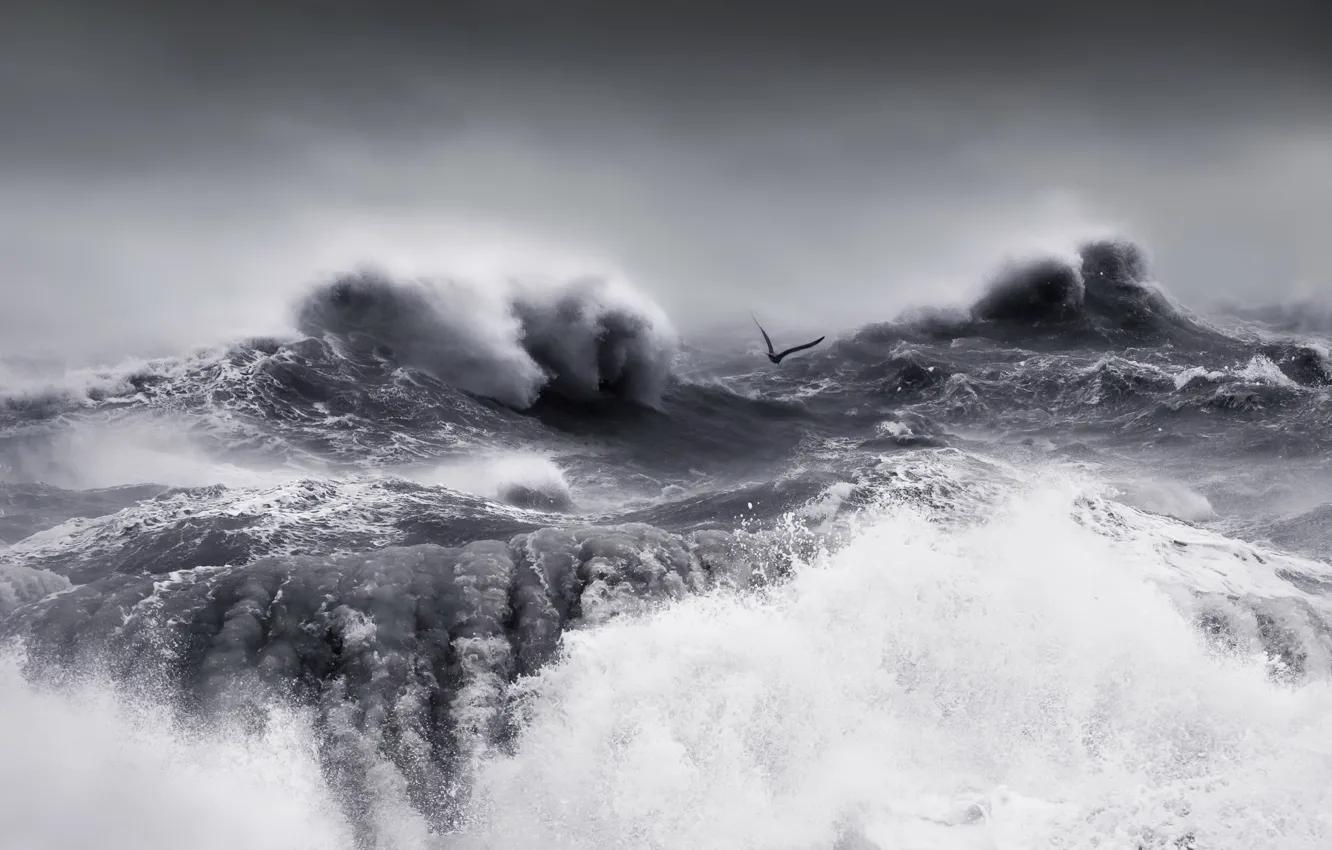 Photo wallpaper storm, nature, sea, wave, bird