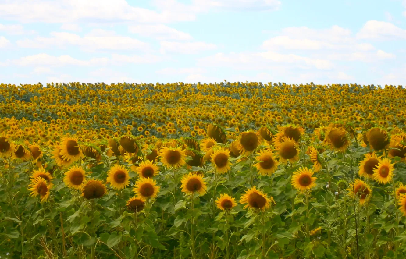 Photo wallpaper field, the sky, Sunflowers