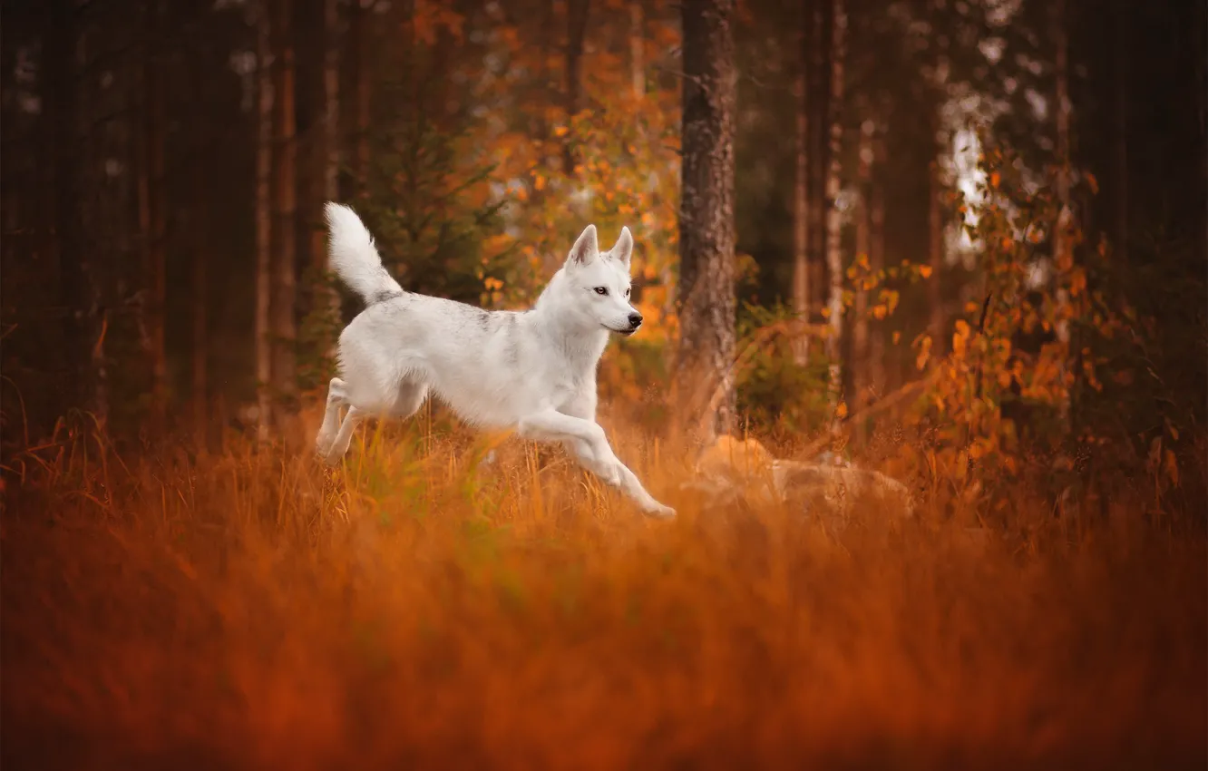 Photo wallpaper autumn, forest, each, dog