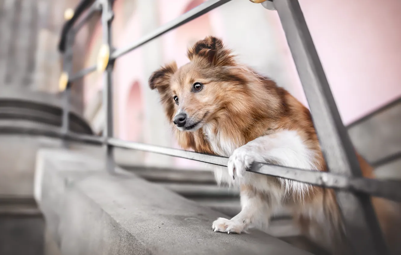 Photo wallpaper look, pose, dog, face, collie, Sheltie