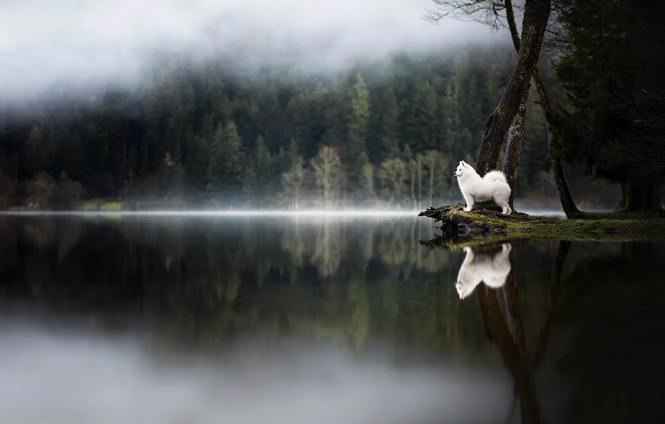 Photo wallpaper white, look, nature, pose, dog, face, Samoyed
