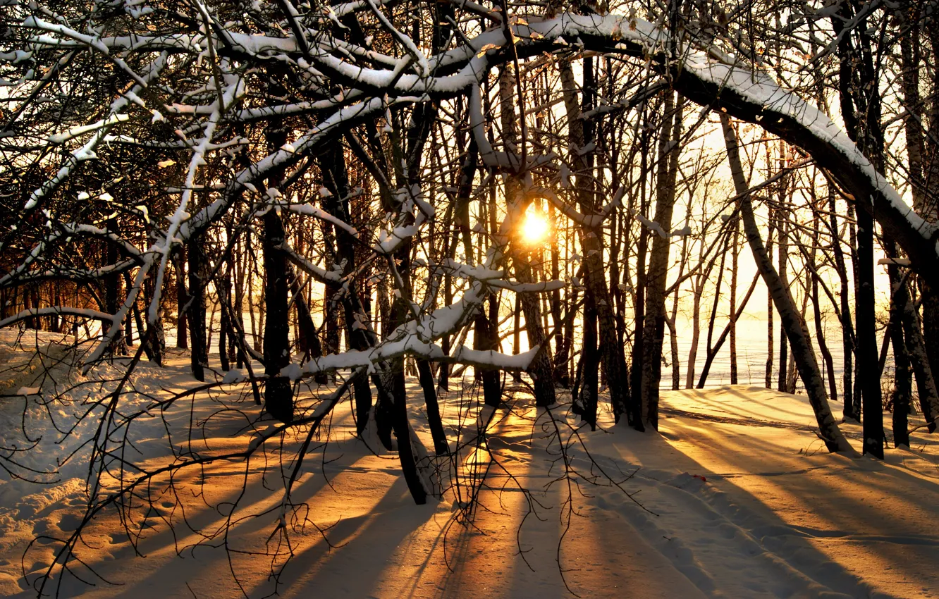 Photo wallpaper winter, the sun, snow, trees, nature