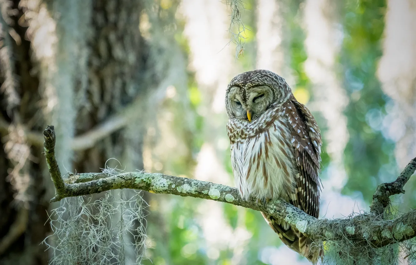 Photo wallpaper light, branches, nature, pose, background, owl, bird, sleep