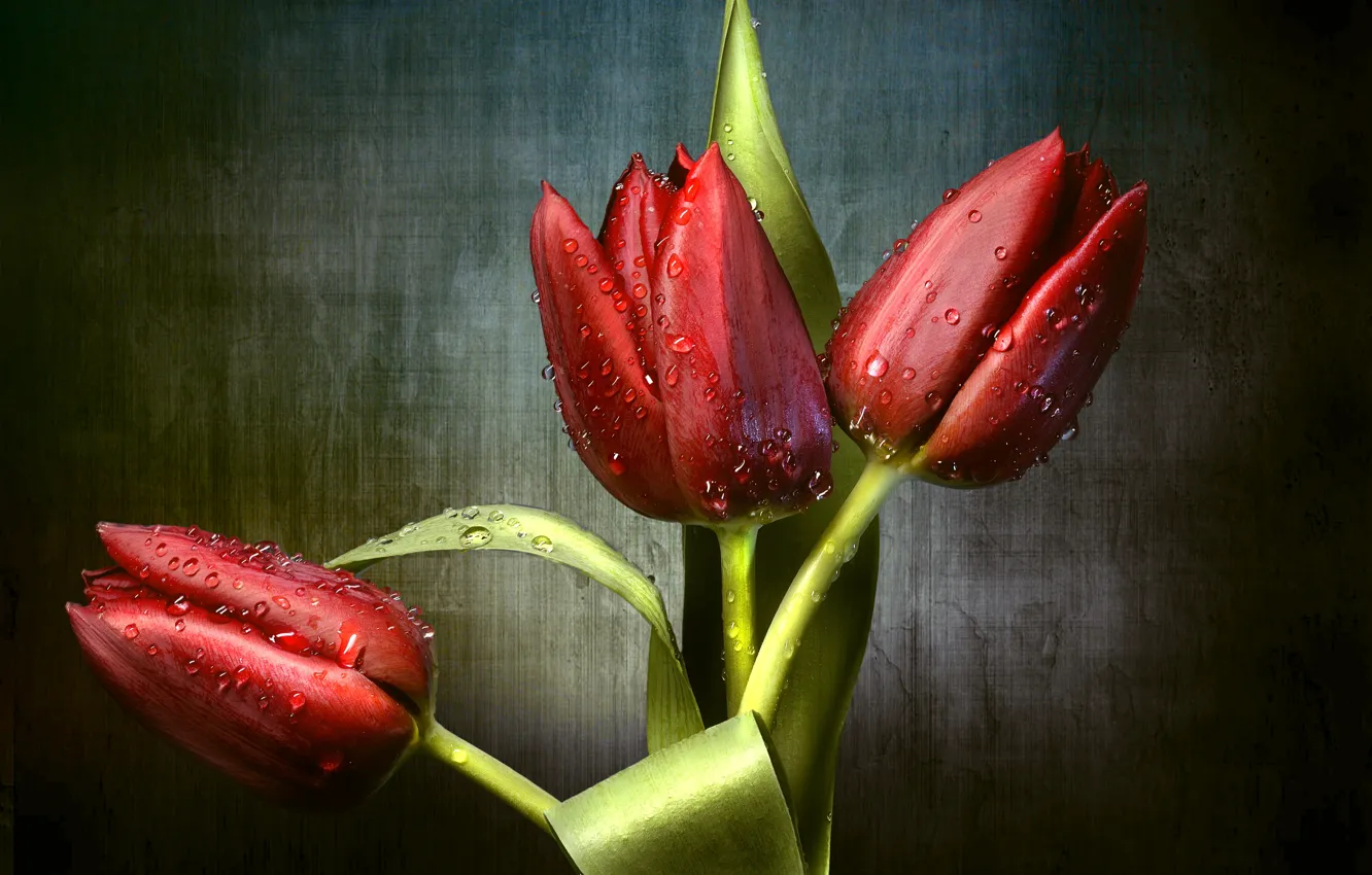 Photo wallpaper drops, red, tulips, trio, buds