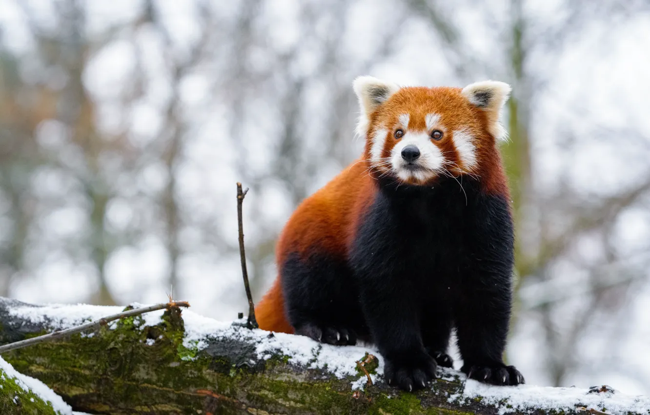 Photo wallpaper winter, look, snow, trees, nature, pose, background, paws
