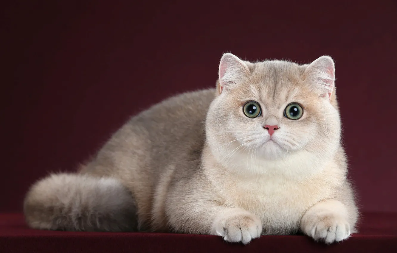 Photo wallpaper cat, cat, look, pose, animal