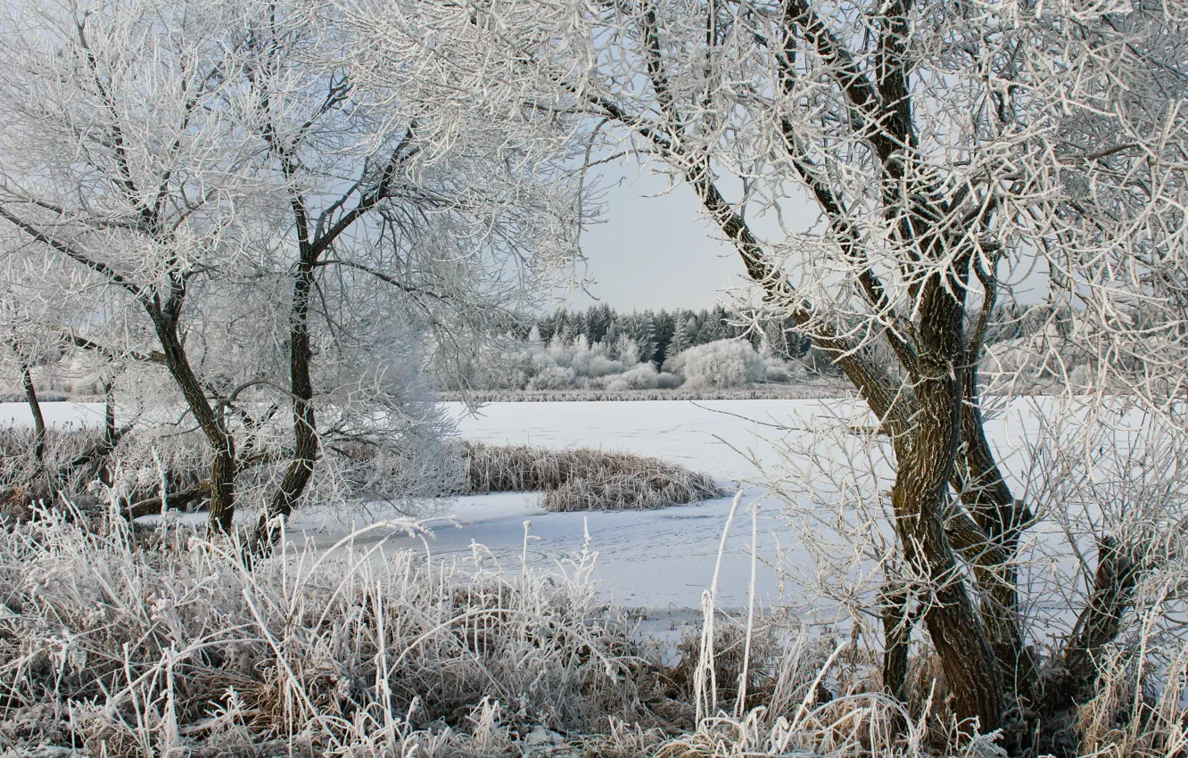 Photo wallpaper winter, trees, lake, frost