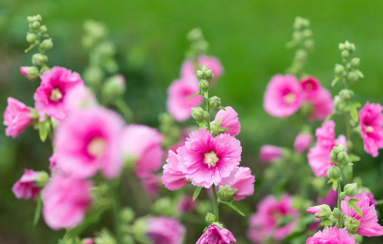 Photo wallpaper flowers, pink, flowering, gently, leaves, mallow