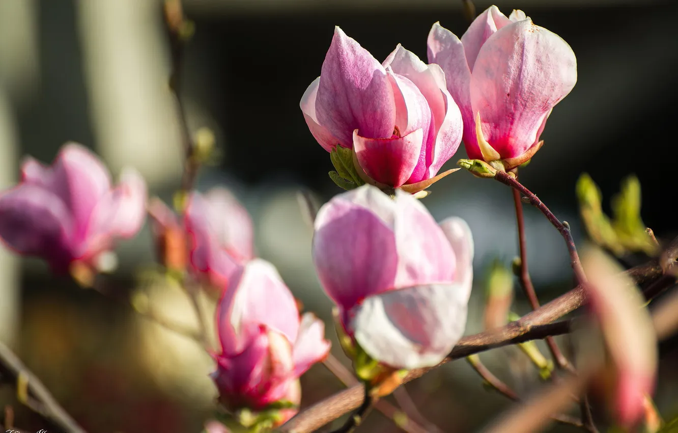 Photo wallpaper flowers, tree, spring, Magnolia