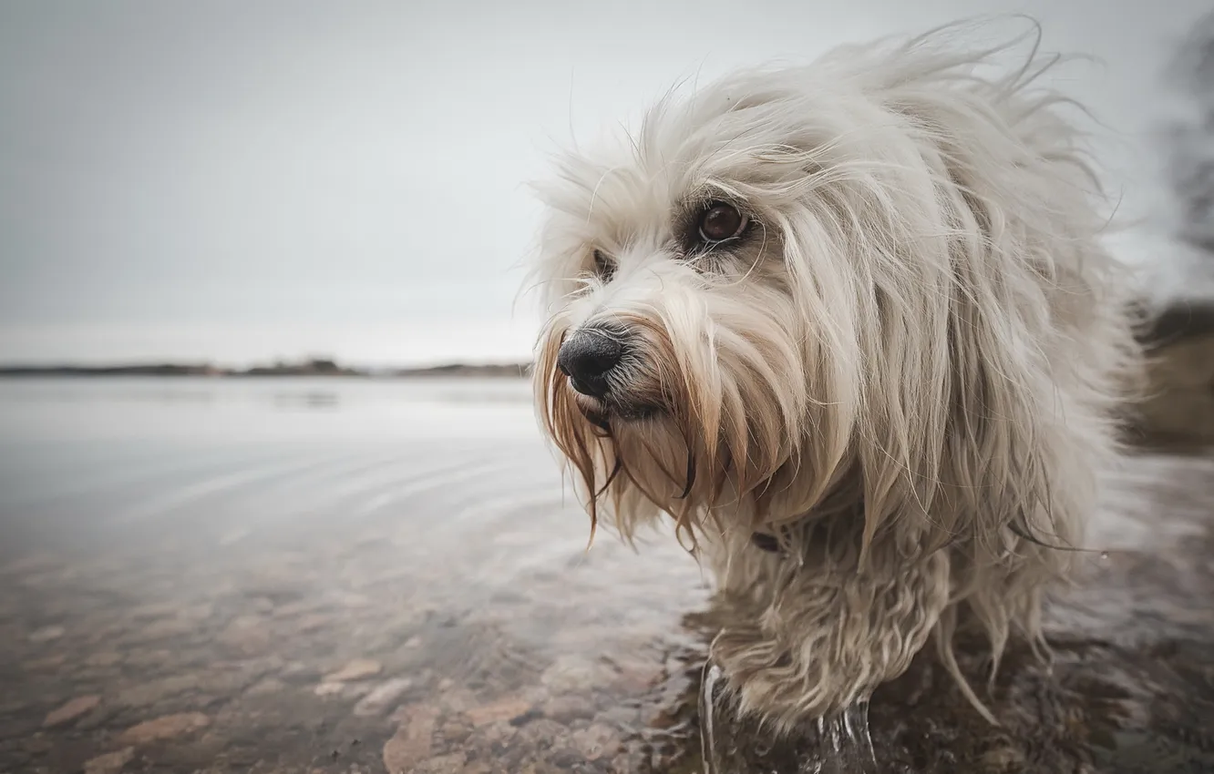 Photo wallpaper look, each, dog