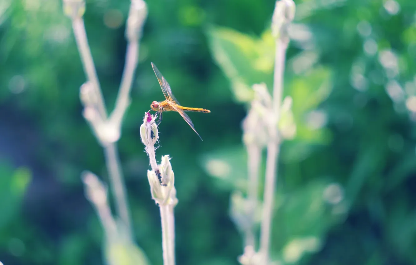 Photo wallpaper greens, summer, dragonfly