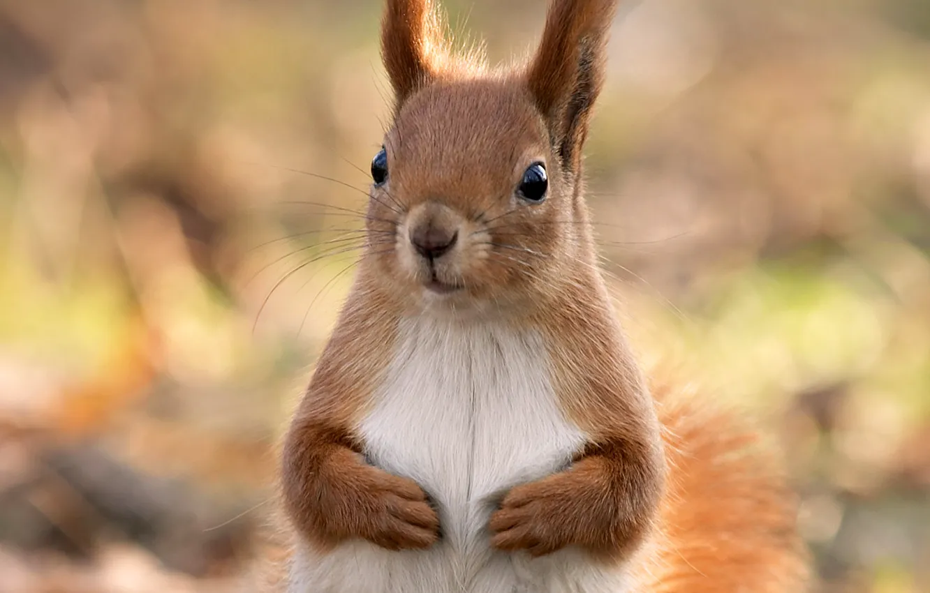 Photo wallpaper forest, close-up, animal, protein, beautiful