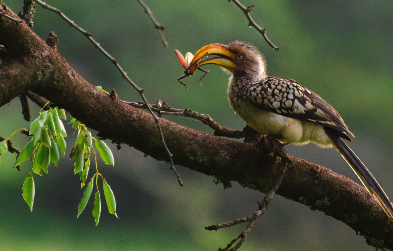 Photo wallpaper bird, tree, animal, beak