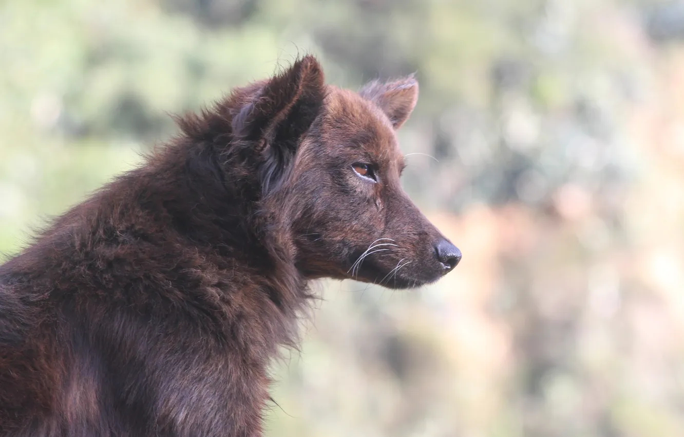 Photo wallpaper Predator, nature, dog, animal, wolf, wildlife, portrait, portrait.