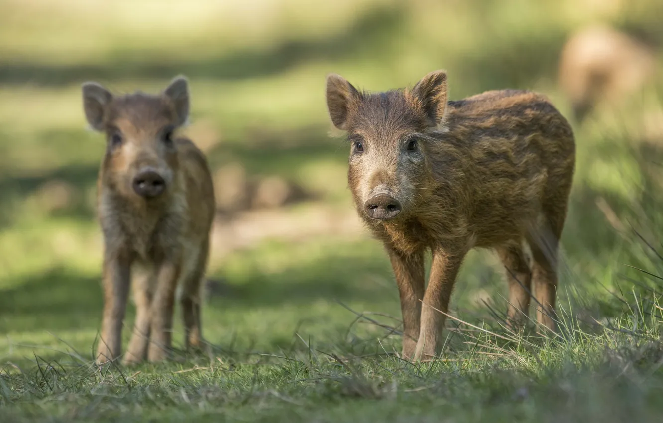 Photo wallpaper grass, pair, funny, piggy