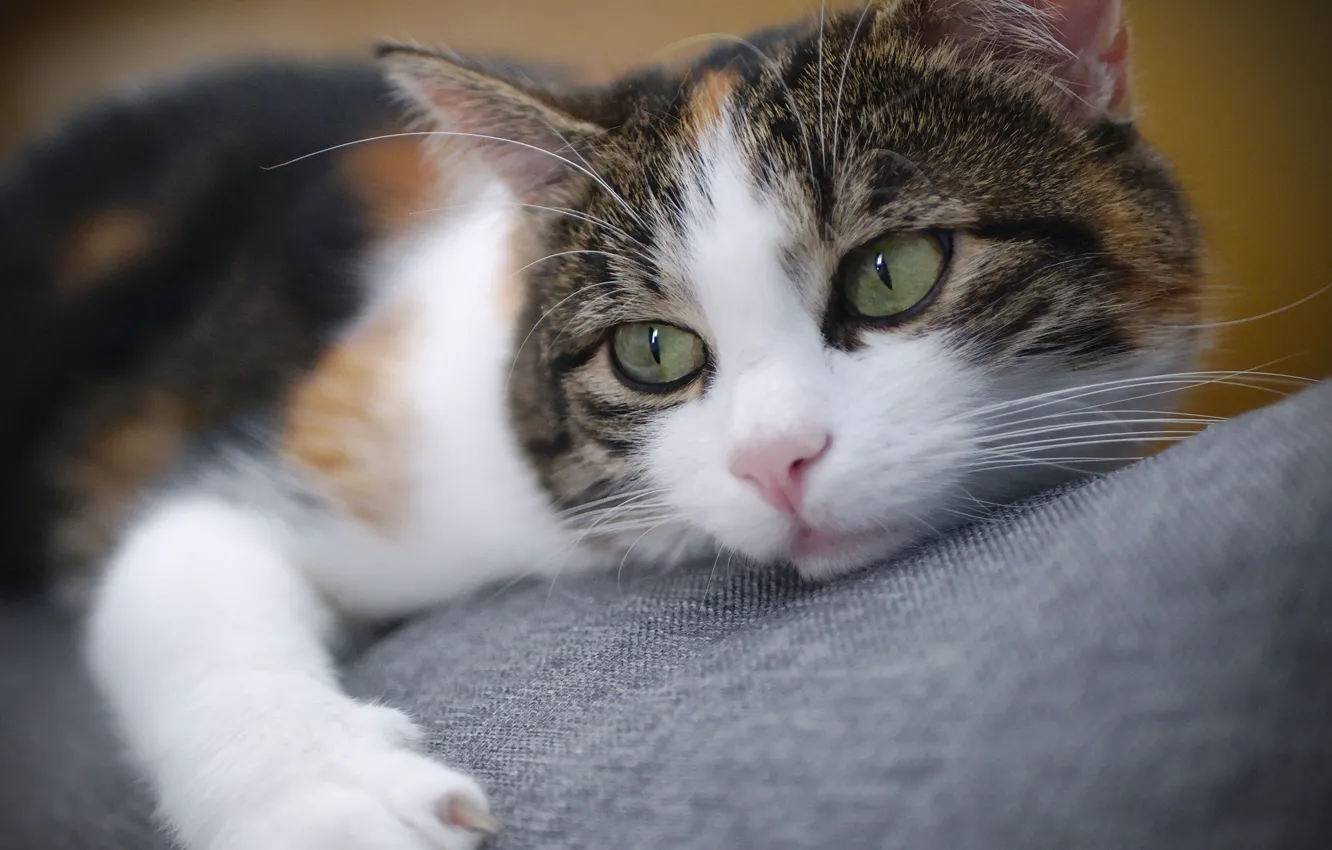 Photo wallpaper cat, cat, look, legs, muzzle, cat