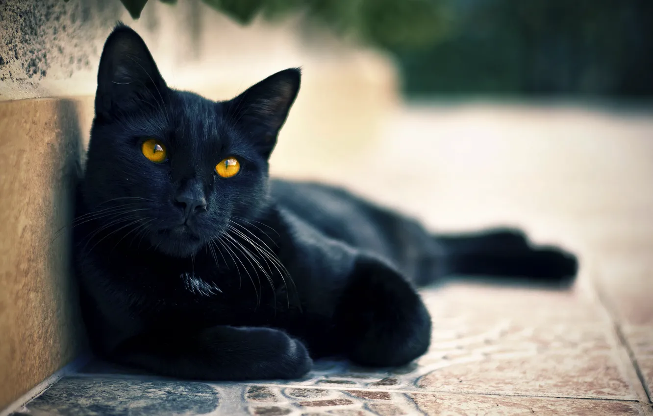 Photo wallpaper cat, eyes, cat, black, street, looks, Kota