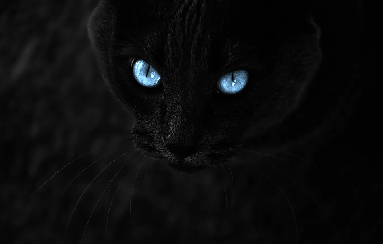 Photo wallpaper cat, look, dark, beautiful