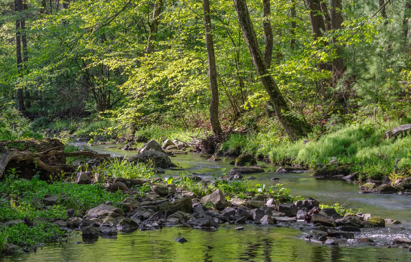 Photo wallpaper forest, spring, river