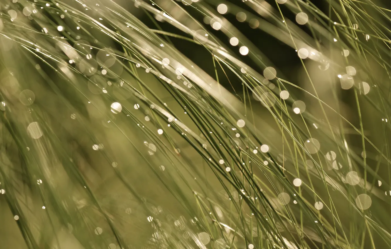 Photo wallpaper wet, grass, macro, light, glare