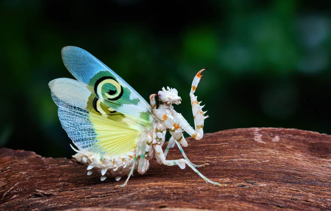 Photo wallpaper macro, pose, the dark background, pattern, dance, legs, mantis, insect